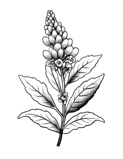 Free Flower Coloring Page 45